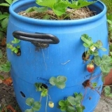 Uzgoj jagoda u bačvi okomito